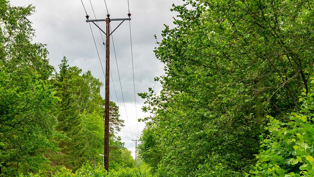 Sähkölinja metsän siimeksessä harmaata taivasta vasten.