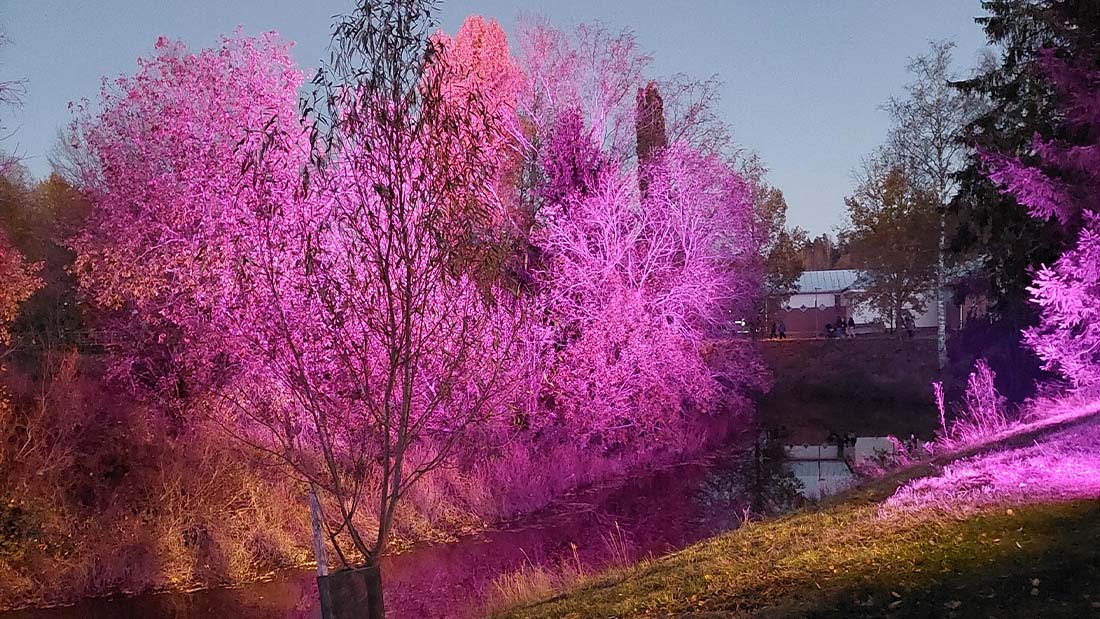 Kuva on Mäntsälän Valotapahtumasta vuodelta 2025. Kuvassa vaaleanviolettia valoa heijastetaan puihin. Taustalla on Mäntsälänjoki.